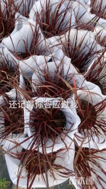 高度60厘米紫叶狼尾草