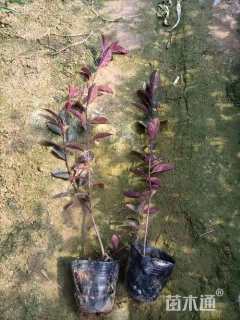 1公分紫叶矮樱