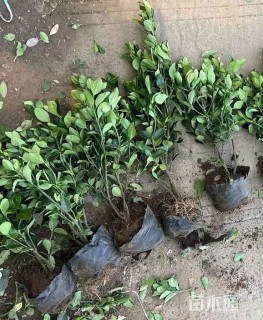 高度75厘米大叶黄杨