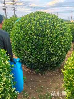 冠幅200厘米大叶黄杨球