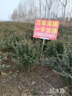 冠幅150厘米火棘球