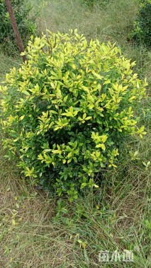 高度100厘米黄金枸骨