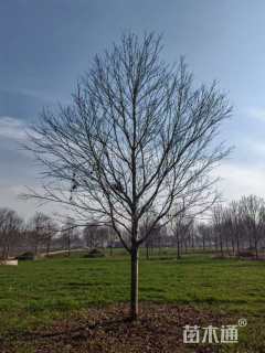 15公分美国红枫-红冠