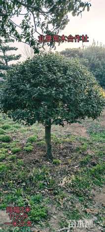 冠幅220厘米枸骨球