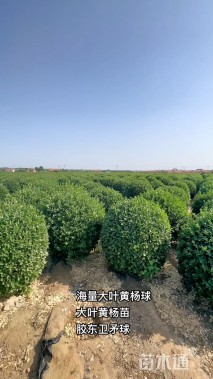 高度150厘米大叶黄杨