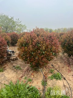 冠幅150厘米红叶石楠球