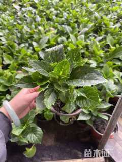 高度20厘米八仙花