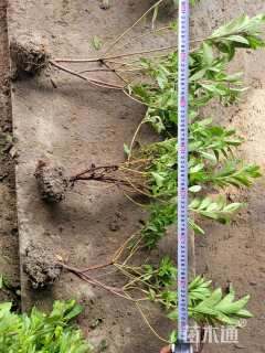 高度40厘米毛鹃小苗