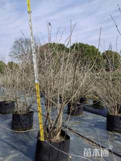 高度150厘米木绣球