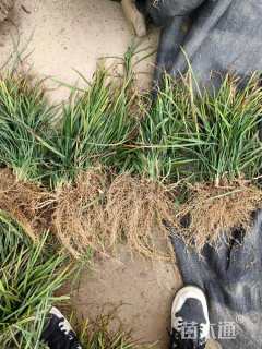 高度25厘米麦冬