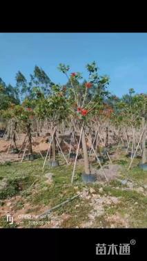 14公分珊瑚刺桐