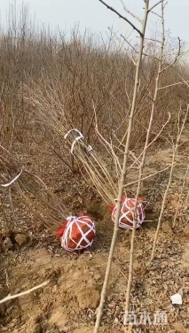 高度100厘米丛生紫薇