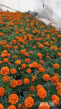 高度20厘米孔雀草