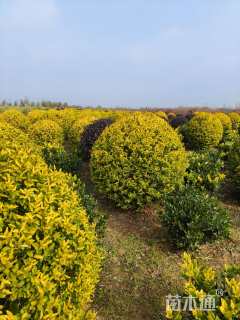 冠幅120厘米亮晶女贞球