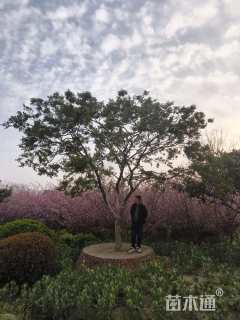 高度350厘米小叶黄杨