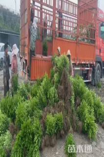 高度35厘米瓜子黄杨