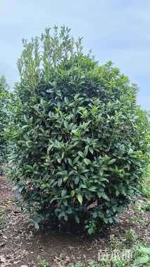 高度300厘米丛生桂花