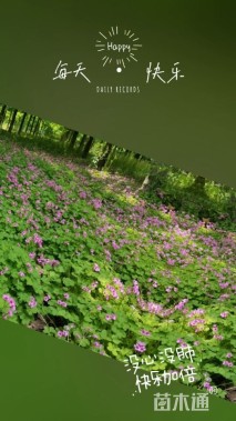 高度10厘米紫云英