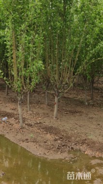 10公分西府海棠