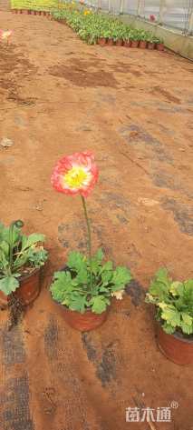 高度30厘米虞美人