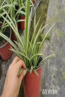 高度30厘米金边吊兰