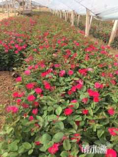 高度50厘米月季