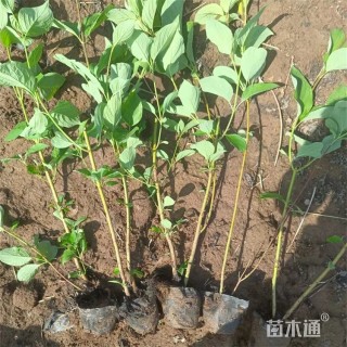 高度40厘米红瑞木