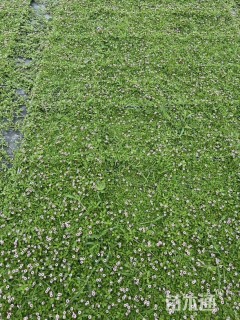 高度5厘米姬岩垂草