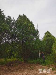高度700厘米白皮松
