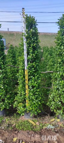 高度180厘米火山榕