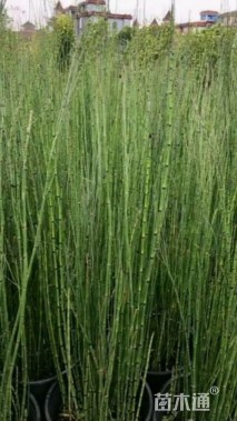 高度10厘米木贼