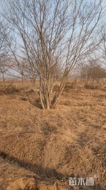 40公分(4杆)丛生朴树