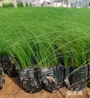 高度15厘米墨西哥羽毛草