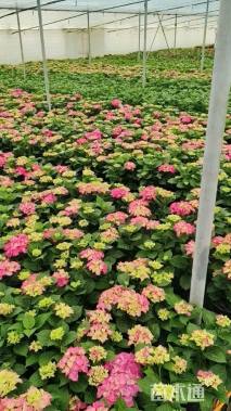 高度50厘米八仙花