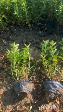 高度40厘米春鹃小苗