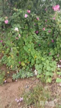 高度150厘米丛生木槿