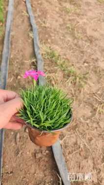 高度10厘米欧石竹