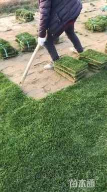A-精品混播黑麦草