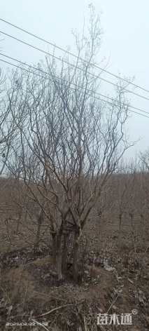 高度600厘米丛生紫薇