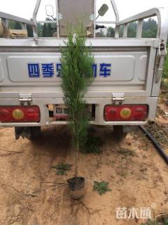 高度80厘米侧柏