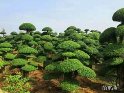 35公分造型对节白蜡