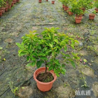 高度50厘米三角梅