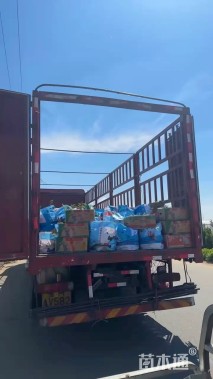 高度30厘米柳叶星河