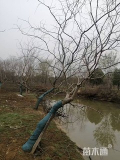 18公分造型乌桕