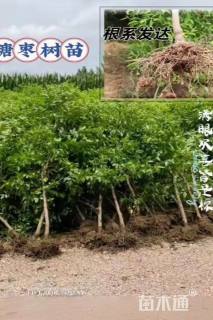 高度100厘米枣树小苗