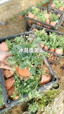 高度15厘米冰岛虞美人