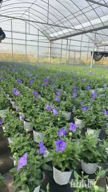 高度20厘米桔梗