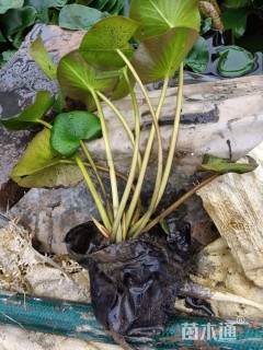 高度20厘米睡莲