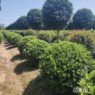 冠幅80厘米海桐球