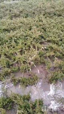 高度60厘米铺地柏